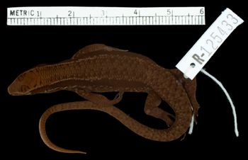 Media type: image;   Herpetology R-125433 Aspect: dorsal
